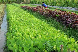 Sản xuất nông nghiệp hữu cơ ở Việt Nam: Đụng đâu khó đấy (19/9/2017)